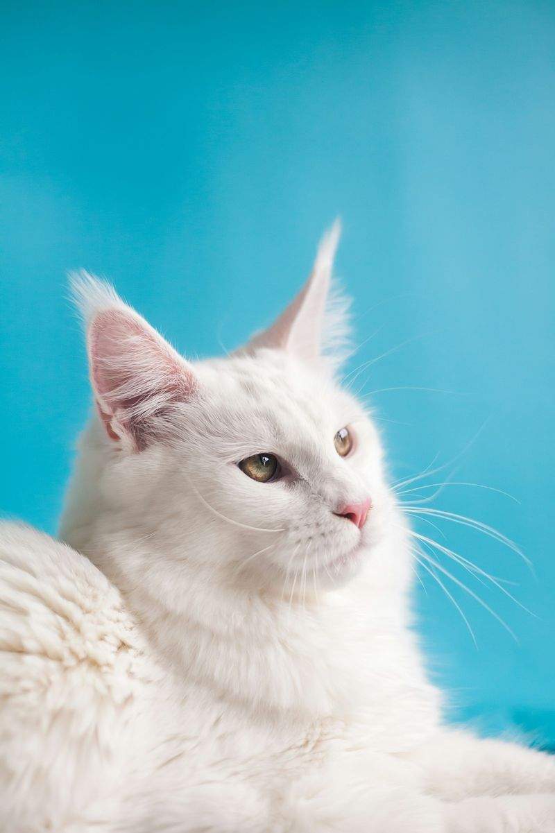春先の換毛期に役立つ、猫のブラッシング習慣の整え方