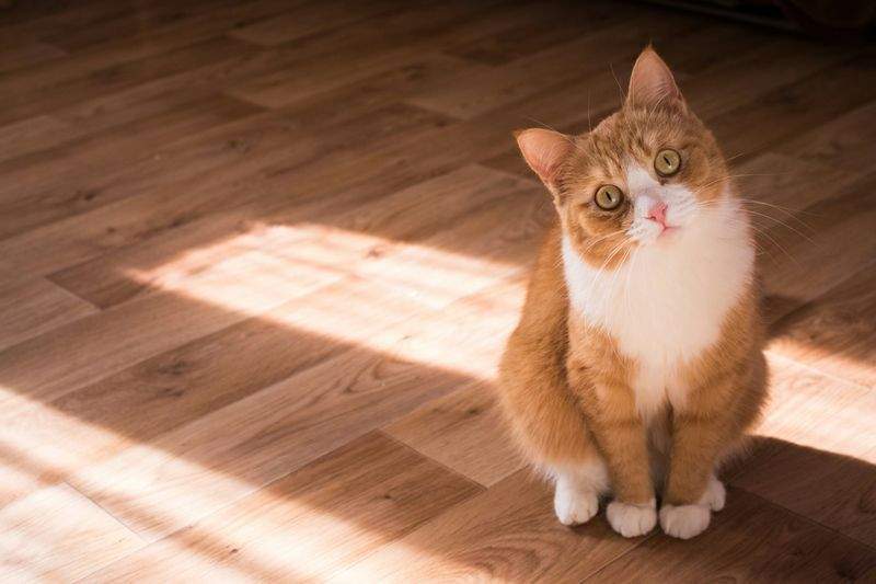 初めての猫グッズ選びで失敗しないためのチェックポイント