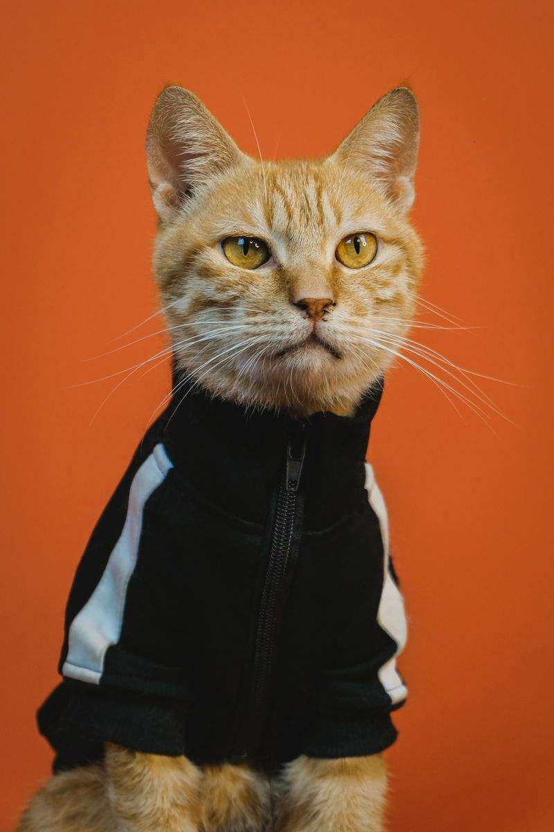 お留守番が長い日のために見直したい、猫の安心環境づくり