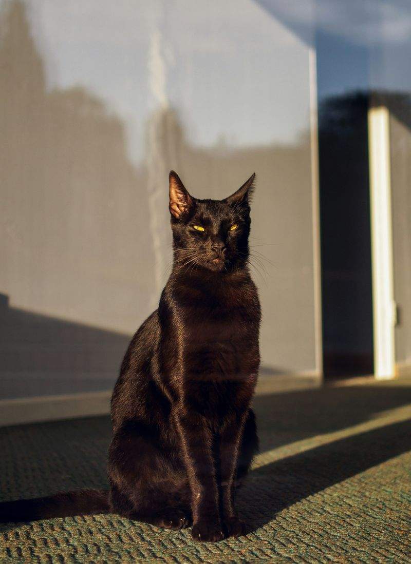ねこライフサポート株式会社 1