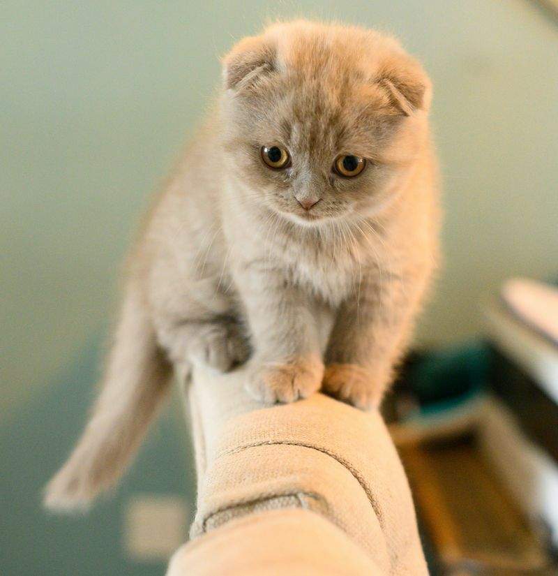 ねこライフサポート株式会社 11