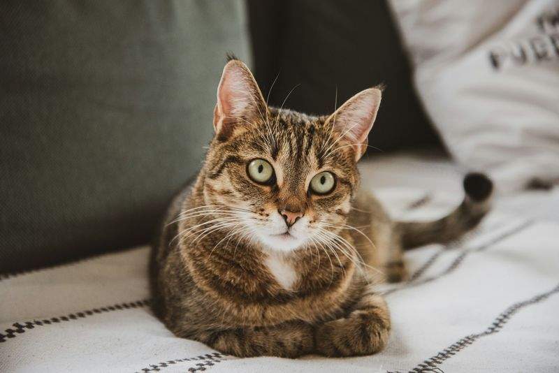ねこライフサポート株式会社 3