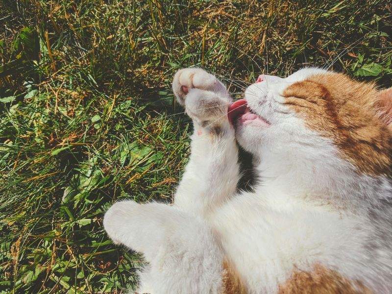 ねこライフサポート株式会社 5