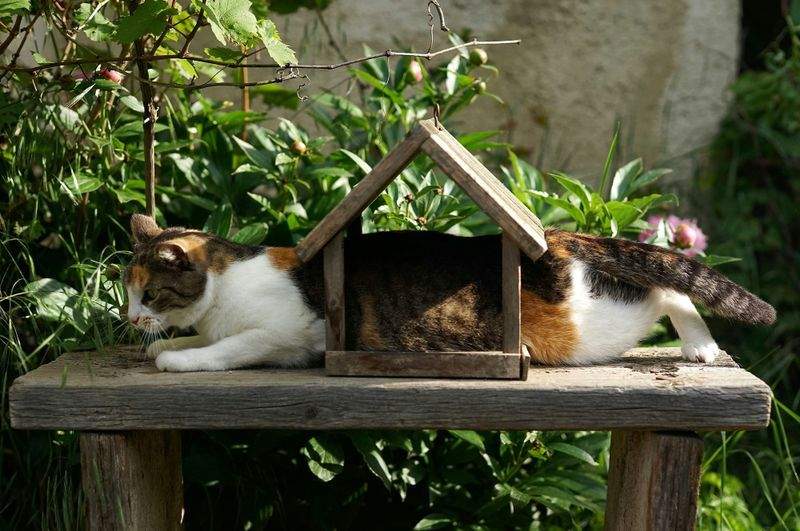 ねこライフサポート株式会社 7