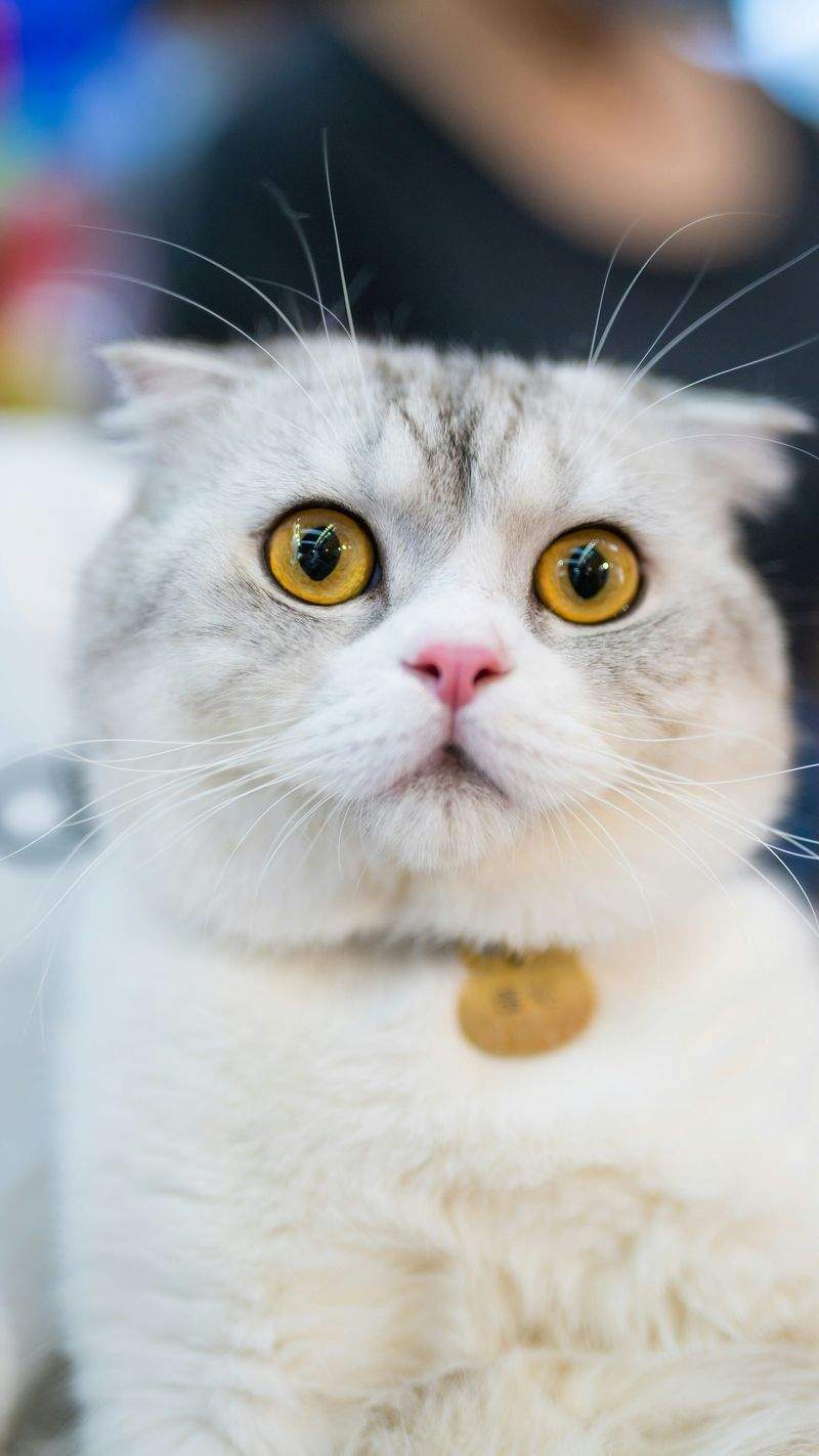 ねこライフサポート株式会社 8